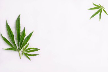 Kenevir marihuana kenevir yaprakları beyaz boş arka planda. Çiçek arkaplan minimalizmi. Yatay çerçeve düz düzlem