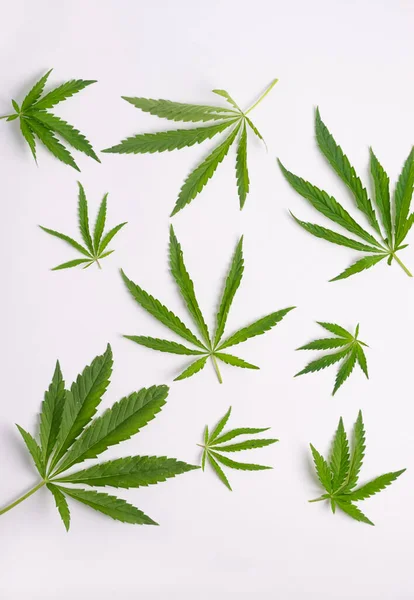 Cannabis marihuana cannabis deja un fondo blanco. Minimalismo de fondo floral. Marco vertical de diseño plano — Foto de Stock