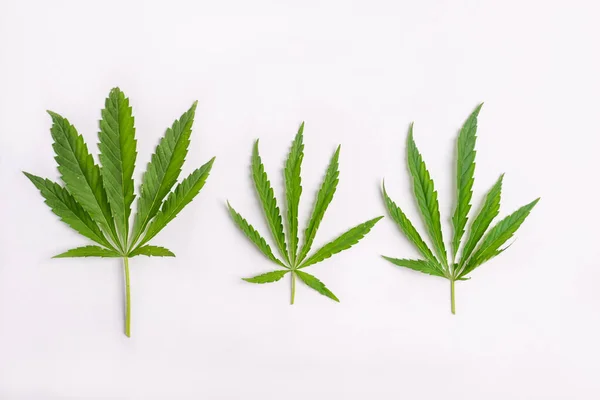 Cannabis marihuana hojas de cannabis sobre fondo blanco blanco. Minimalismo de fondo floral. Marco horizontal de diseño plano — Foto de Stock