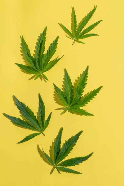 La marihuana de cannabis deja un fondo amarillo en blanco. Minimalismo de fondo floral. Marco vertical de diseño plano — Foto de Stock