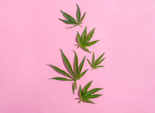 Cannabis marihuana hojas de cannabis sobre fondo blanco rosado. Minimalismo de fondo floral. Marco horizontal de diseño plano — Foto de Stock