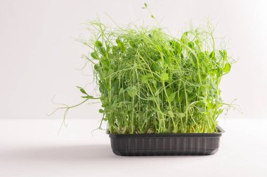 Beyaz arka planda bir kabın içinde mikro çimenler filizlenir. Yatay çerçeve kopyalama uzayı. Seçici odak