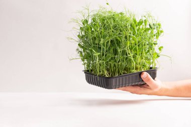 Beyaz bir arka planda, kabın içinde mikro çimenler filizlenir. Yatay çerçeve kopyalama uzayı. Seçici odak