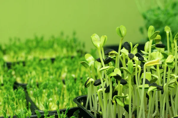 小さな草の緑の芽がコンテナを育てる。健康的な食事と菜食主義の概念. — ストック写真