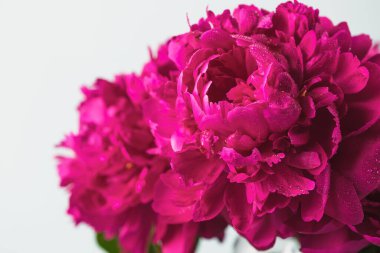 Güzel burgundy pembe şakayıklar yakın çekim seçici odak.