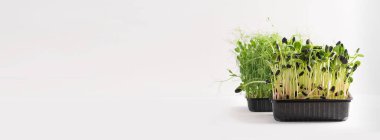 Beyaz arka planda bir kabın içinde mikro çimenler filizlenir. Yatay çerçeve kopyalama uzayı. Seçici odak