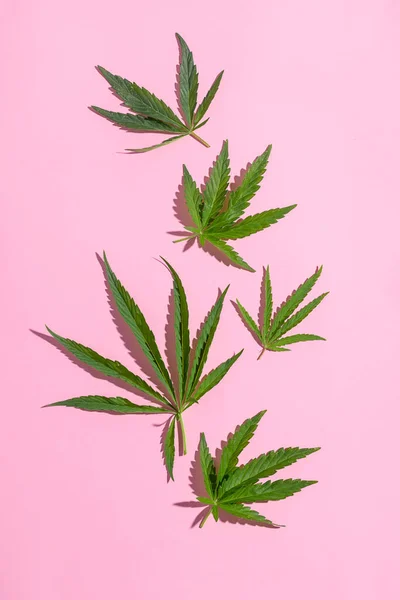 Cannabis marihuana cannabis deja rosa fondo en blanco. Minimalismo de fondo floral. Marco vertical de diseño plano — Foto de Stock