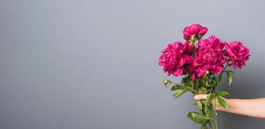 Burgundy kırmızı şakayıkları gri arka planda bir kadının elini tutuyor. Yatay çerçeve seçici odak. Tasarım metni için boşluk kopyala