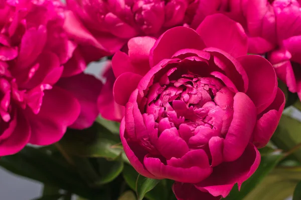 Red Peonies Close Floral Natural Background Horizontal Frame Selective Focus — Stock Photo, Image