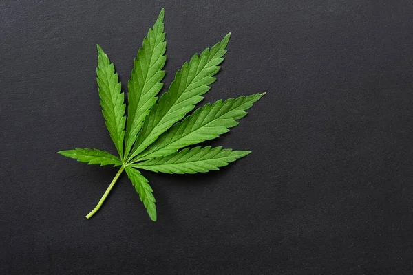Cáñamo Verde Fresco Planta Hoja Cannabis Sobre Fondo Oscuro Fondo — Foto de Stock