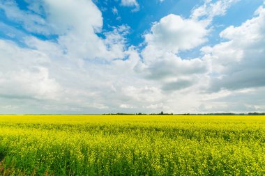 Çiçek açan sarı kolza tohumu bitkileri ve mavi gökyüzü bulutları. Yaz doğa manzarası. Yatay çerçeve kopyalama alanı