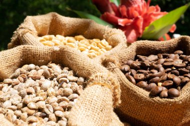 Küçük çuvallarda kahve çekirdekleri. Arka plan kahverengi nehir.