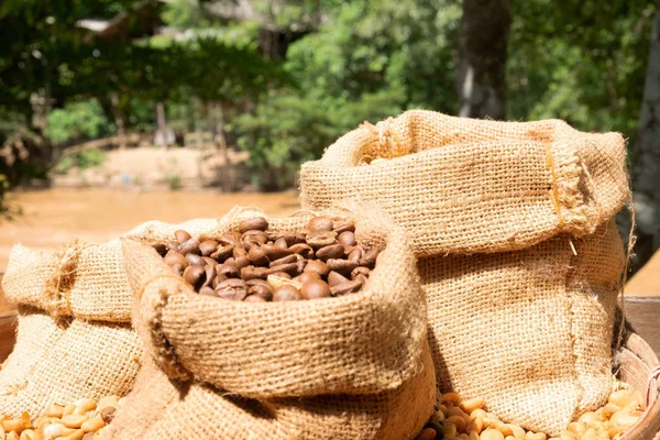 Coffee beans in small sacks. The background is brown river. — Stock Photo, Image