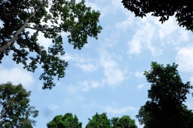 Yeşil ağaçlar ve tüpten çıkan güneş ışığı