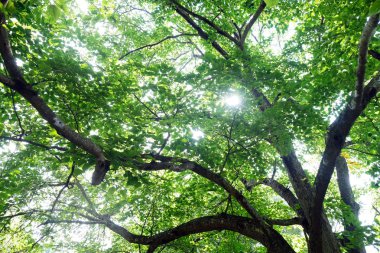 Yeşil ağaçlar ve tüpten çıkan güneş ışığı