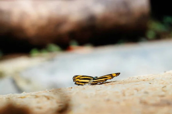 Close-up of a butterfly with a yellow and black striped pattern — Stock Photo, Image