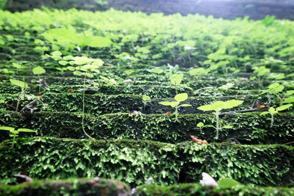 Muschio Verde Cresce Sopra Terreno Grumi Nella Foresta Pieno Muschio — Foto Stock