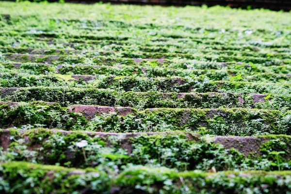 Muschio Verde Cresce Sopra Terreno Grumi Nella Foresta Pieno Muschio — Foto Stock