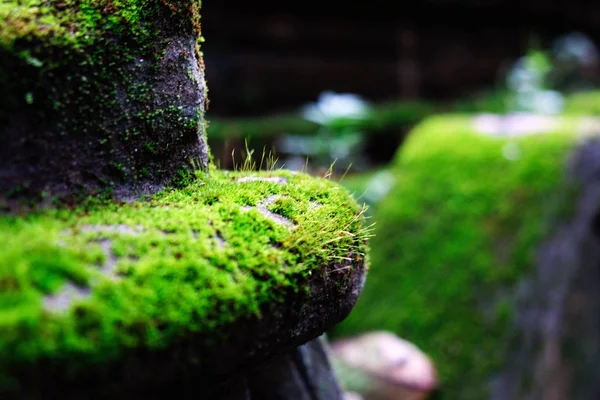 Green Moss Grows Ground Lumps Forest Full Moss — Stock Photo, Image