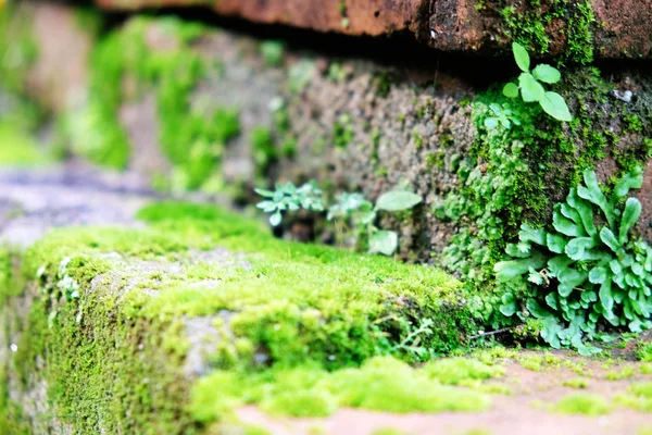 Musgo Verde Cresce Sobre Chão Grumos Floresta Cheio Musgo — Fotografia de Stock