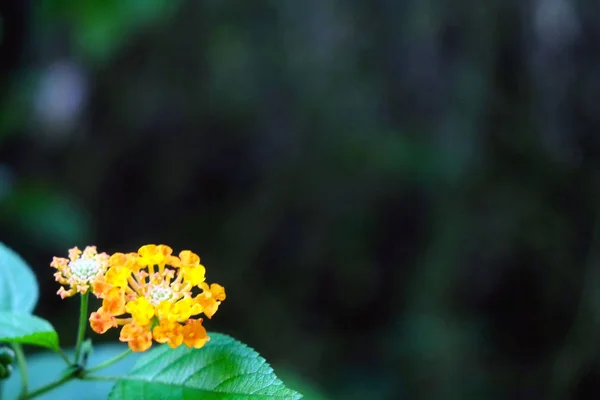 Flores laranja na floresta com um fundo preto — Fotografia de Stock