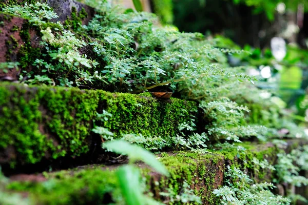 Groen Mos Groeit Grond Klonten Het Bos Vol Mos — Stockfoto