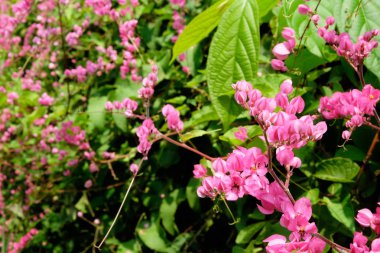Tarlalarda veya yanında saklı olan çiçeklere odaklanın