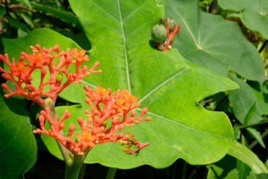 Tarlalarda veya yanında saklı olan çiçeklere odaklanın