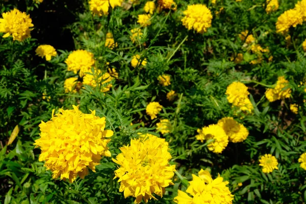 Fokusera på blommorna som är gömda i fälten eller bredvid — Stockfoto