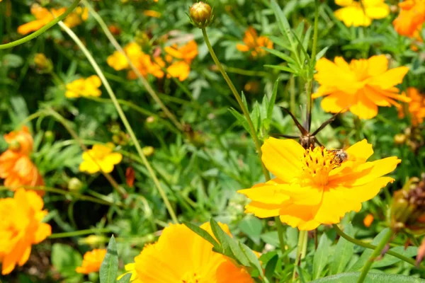 Focus on the flowers that are hidden in the fields or beside the — Stock Photo, Image