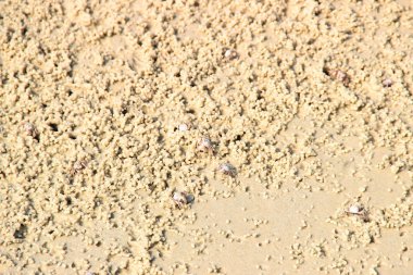 hayalet küçük kum toplar eve onun delik kazma sırasında oluşturulan yengeç