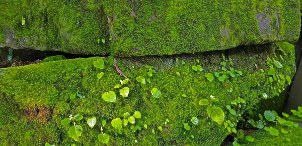 Eine Braune Eidechse Sitzt Auf Einem Grünen Stein Tier Lebensraum — Stockfoto
