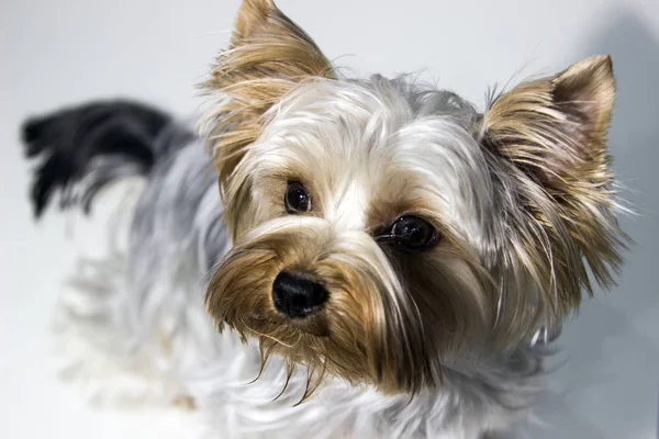 Beyaz arka plan üzerinde güzel Yorkshire Terrier portresi