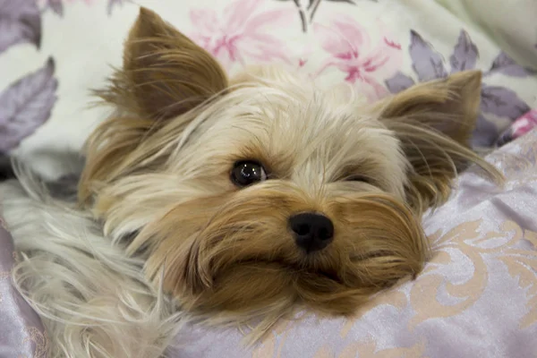 99+ Shih Tzu Terrier Mix Brown