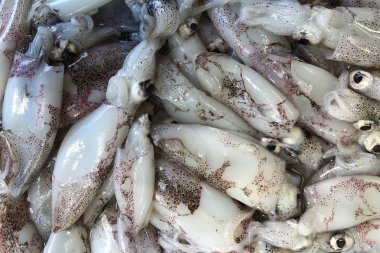 Piyasada taze mürekkep balığı