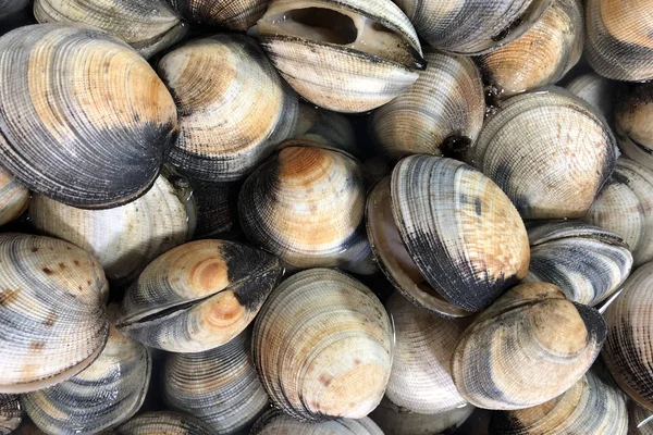 Escargots crus dans des coquilles vivantes sur la glace à vendre au marché aux poissons — Photo