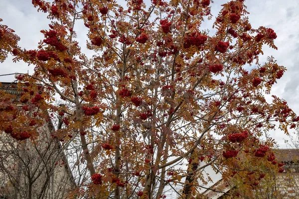 Velký keř červeného horského popela s detailním záběrem. Strom s jasnými bobulemi. Žluté listí stromu s červenými bobulemi. Žluté listí stromu s červenými bobulemi. — Stock fotografie