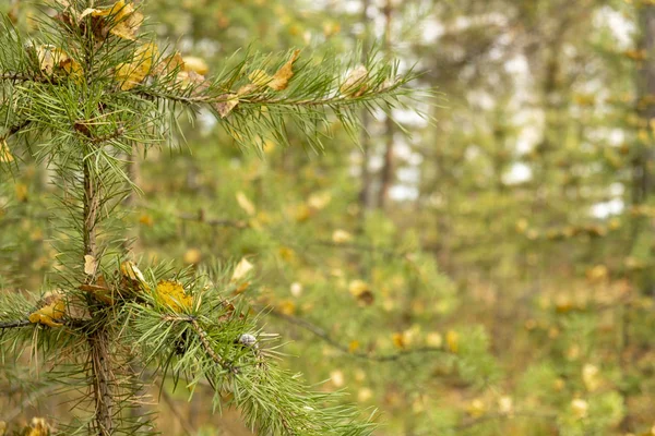 Schöne Fichte mit gelben Blättern Bäume. Nahaufnahme der grünen Zweig der Tanne. Herbst Natur Hintergrund. Nahaufnahme von Fichtenwald im Hintergrund. — Stockfoto