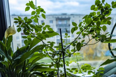 Kışın evin arka planında pencere kenarında yeşil bitkiler var.