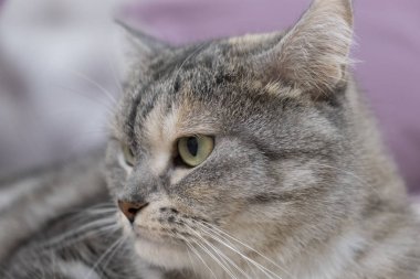 İskoç gri kedi cinsi, ağızlık yakın mesafede, rahatlama kavramı. Ciddi bir bakış. Kapat.