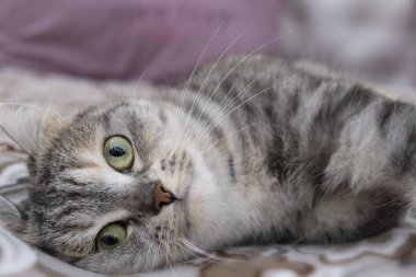 İskoç gri kedi cinsi, ağızlık yakın mesafede, rahatlama kavramı. Ciddi bir bakış. Kapat.