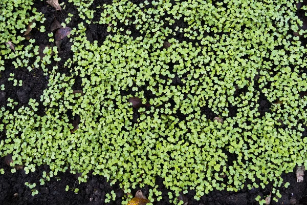 Blick von oben auf kleine grüne Pflanzen, die in schwarzer Gärtnereischale säen — Stockfoto
