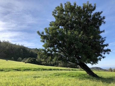   Adam'ın cennet ağacı