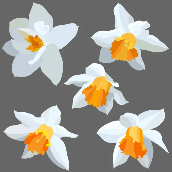 Vector Illustration Set Narcissus Isolated — Stock Vector