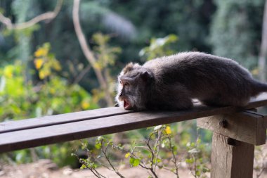 Bali Endonezya 'daki Kutsal Maymun Ormanı' ndaki tahta koltukta uzanan maymun dinleniyor.
