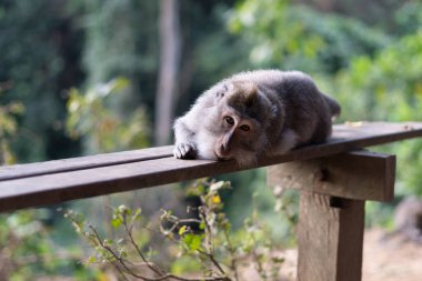 Bali Endonezya 'daki Kutsal Maymun Ormanı Mabedi' nde tahta sandalyede dinlenen maymun.
