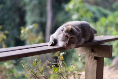 Bali Endonezya 'daki Kutsal Maymun Ormanı Mabedi' nde tahta sandalyede dinlenen maymun.