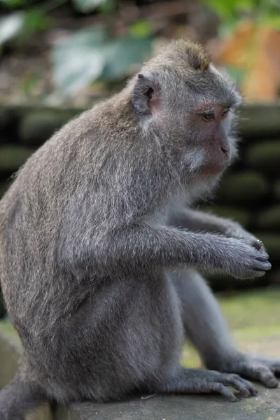 Affe Sacred Affkey Forest Sanctuary Bali Indonesien Ubud — Stockfoto