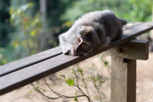 Affen Ruhen Auf Holzstuhl Sacred Monkey Forest Sanctuary Bali Indonesien — Stockfoto