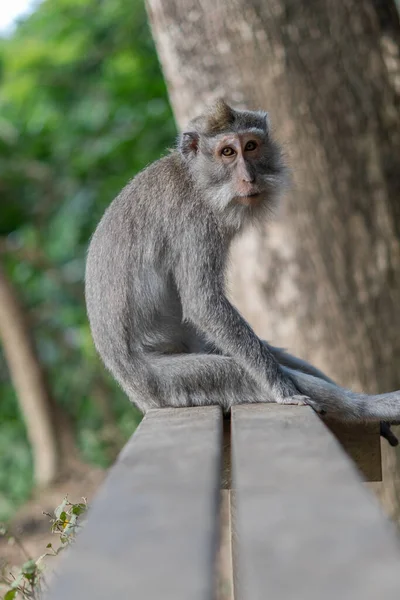 Affen Ruhen Auf Holzstuhl Sacred Monkey Forest Sanctuary Bali Indonesien — Stockfoto